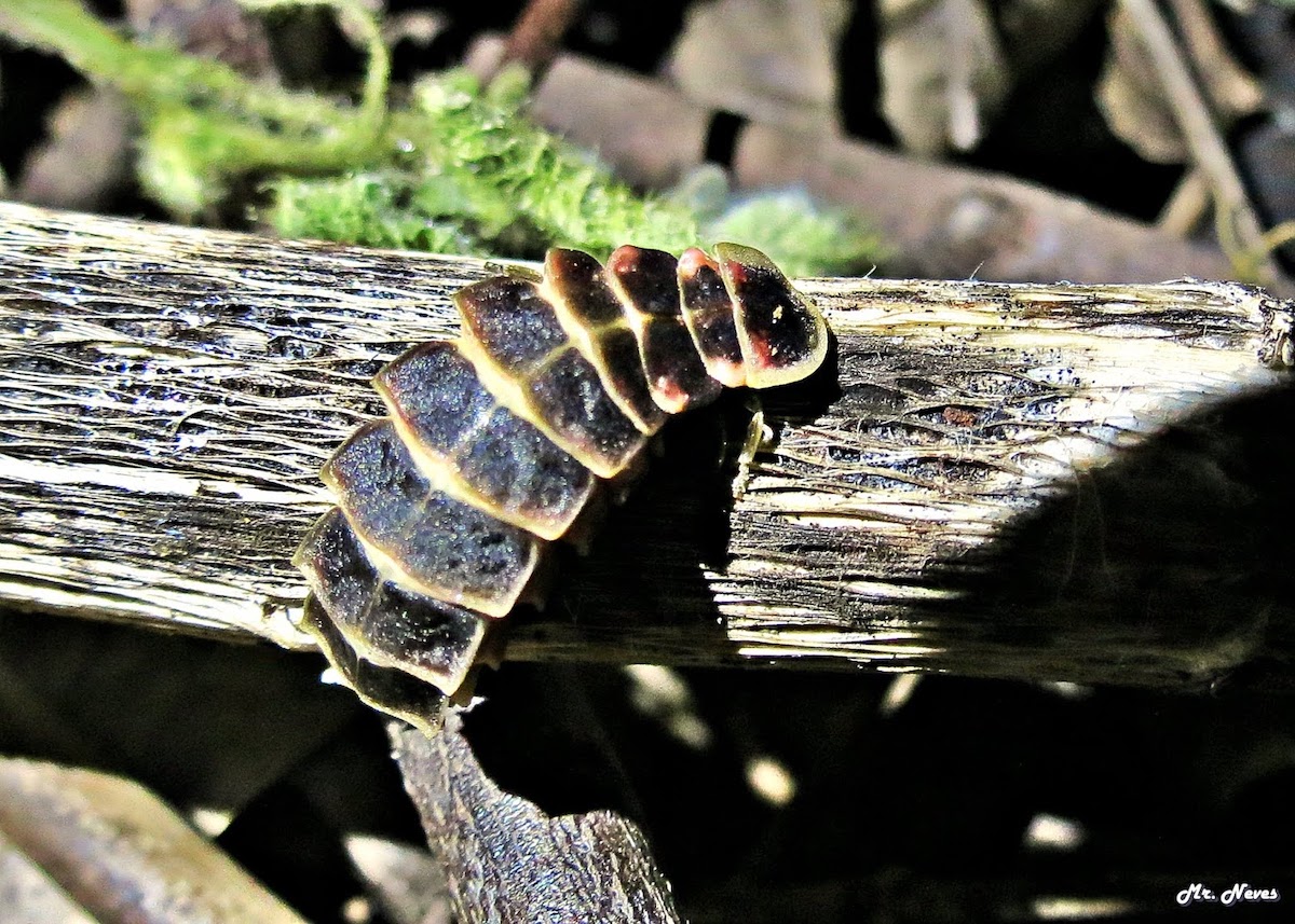 Histórias de conservação: Gonçalo criou uma rede de reservas para proteger os pirilampos wilder.pt/historias/hist…