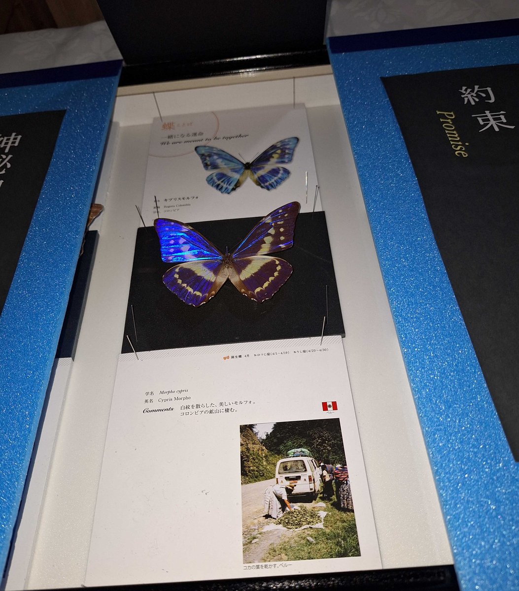 本日から堀辰雄山荘で「幸せを運ぶ世界の蝶と蝶ことば」が始まりました.11/30まで.蝶と蝶ことばを組み合わせたユニークな展示です.蝶の標本箱22箱を含む約80点を展示.標本箱の蓋を持ち上げると世界から集めた蝶が現れます.『スリナム産昆虫変態図譜』図版展も同時開催.高原文庫入館料で見学できます.