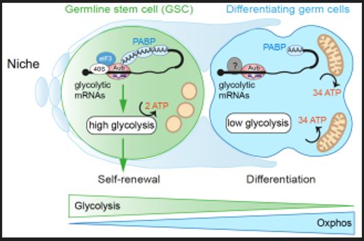👏 New paper from Simonelig's team at <a href="/IGH_MTP/">InstituteHumGenetics</a> <a href="/CNRSbiologie/">CNRS Biologie</a> <a href="/CNRS_OccitaniE/">CNRS Occitanie Est</a> <a href="/umontpellier/">Université de Montpellier</a>  : 
"piRNAs are regulators of metabolic reprogramming in stem cells"
 
<a href="/NatureComms/">Nature Communications</a>  2024 Sep 27;15(1):8405.  
 doi: 10.1038/s41467-024-52709-4.
pubmed.ncbi.nlm.nih.gov/39333531/