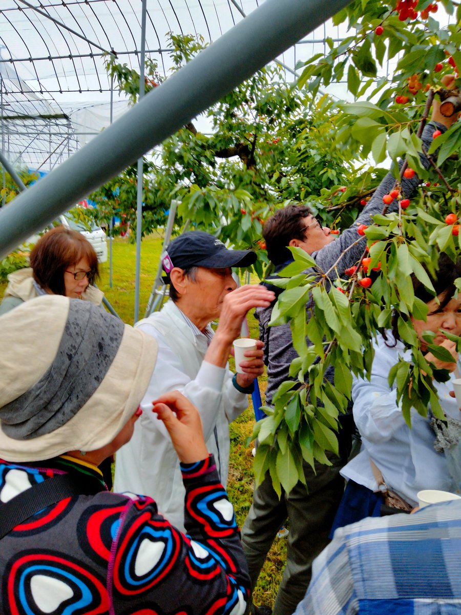 6月の山形といえばサクランボ📷
小雨が降り出した中「さくらんぼ狩り」
堪能するつもりが寒さとお昼の米沢牛のすきやきが美味し過ぎたのか、たけなわの狩りの最中でしたが二人はトイレを探してさくらんぼ畑をウロウロ～