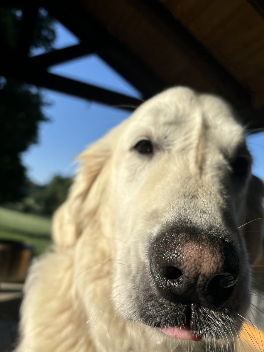Bentley is in on #TongueOutTuesday #GRC