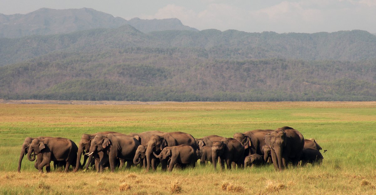Nivedita Mukherjee (@_nive_dita_) on Twitter photo How does genetics uncover the history of Indian elephants and shape their future? Read my latest for NCBS News! Huge thanks to <a href="/Rupsykhurana/">Rupsy Khurana</a> for the amazing edits and to <a href="/uramakri/">Uma Ramakrishnan</a>, <a href="/Anubhab_Khan/">Anubhab</a>, Raman Sukumar, and <a href="/AlfredLRoca/">Al Roca</a> for speaking with me. Congrats to the entire team! How does genetics uncover the history of Indian elephants and shape their future? Read my latest for NCBS News! Huge thanks to <a href="/Rupsykhurana/">Rupsy Khurana</a> for the amazing edits and to <a href="/uramakri/">Uma Ramakrishnan</a>, <a href="/Anubhab_Khan/">Anubhab</a>, Raman Sukumar, and <a href="/AlfredLRoca/">Al Roca</a> for speaking with me. Congrats to the entire team!
