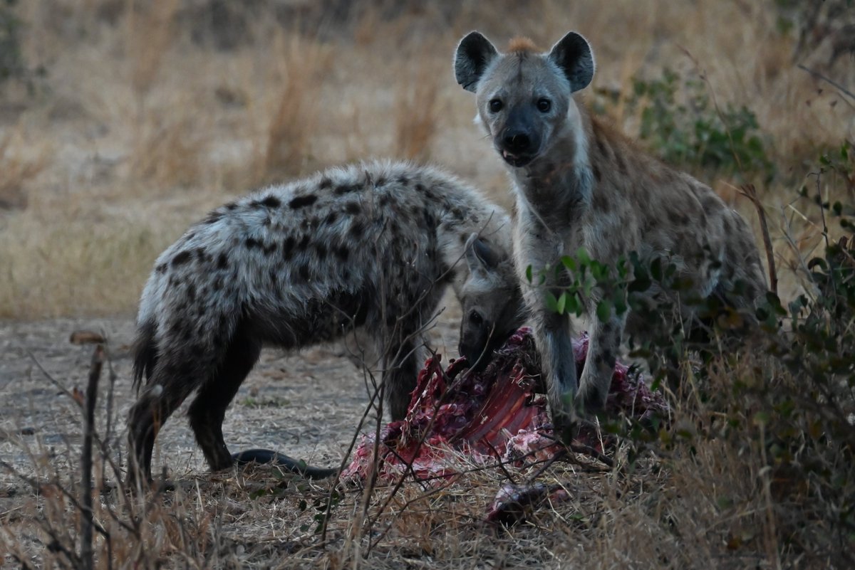 Hikewithbite's tweet photo. Watchful hyena neighbours having dinner near camp...

👉 Follow @hikewithbite for more exciting adventures.

#hikewithbite #southafrica #africa #hyena #hyenas #birding #birdphotography #roadtripsouthafrica #roadtrip #hiking #caravanning #backpacking #camping #wildlifephotography https://t.co/YOPYDHpQII