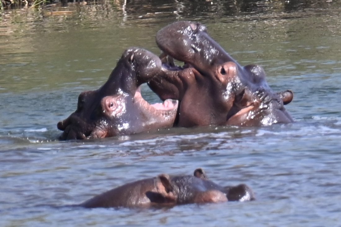Hikewithbite's tweet photo. Hungry hippo jaw fight... ๐ณ๐ณ
๐ Follow @hikewithbite for more exciting adventures.
#hikewithbite #southafrica #africa #hyena #hyenas #birding #birdphotography #roadtripsouthafrica #roadtrip #hiking #caravanning #backpacking #camping #wildlifephotography https://t.co/CkrmkLlHgE