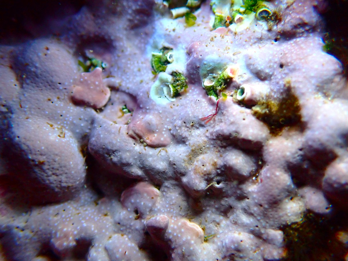 estacanicazul's tweet photo. No son corales, las #algascoralinas son #algasrojas que acumulan depositos calcáreos.
Sirven de alimento a muchos animales : lapas, erizos y algunos peces.
Aumentan la #biodiversidad muchos animales viven en ellas. Pueden ser planas, verrugosas o ramificadas. https://t.co/3H0YpV5hqw