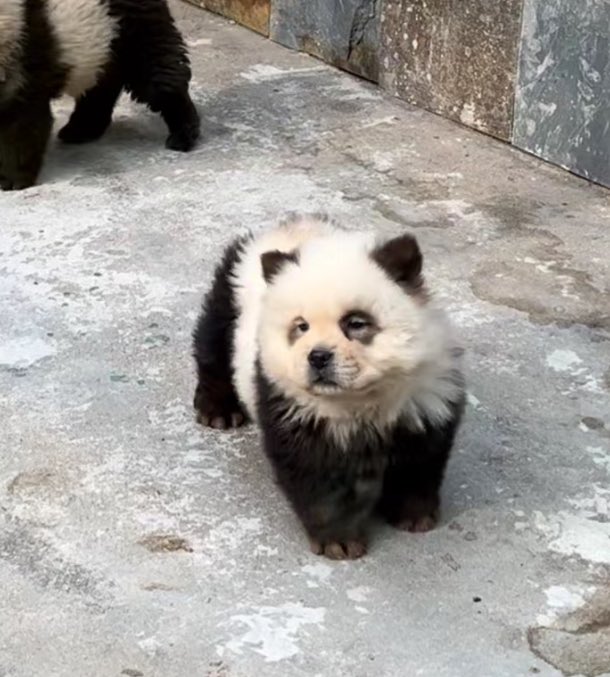 ผมสุ้หมุเด้ง ได้ไม