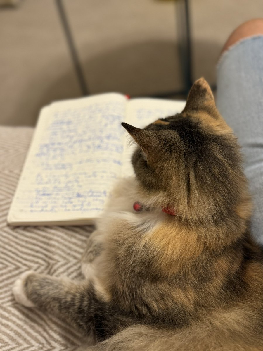 Mads critiquing the draft manuscript for the Cat Society sequel. 

🐈‍⬛📚

#cats #CatsLover #CatsofTwittter #books #booksbooksbooks #CatSociety #politics
