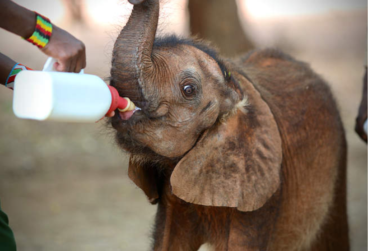 CryptAware1's tweet photo. Why should you consider buying $TOTO

1. Cute Elephant which recently got adopted.
2. $MOODENG is the current market leader in the small animal meme space and has done extremely well.
3. Great Community. https://t.co/FuDTlUuakM