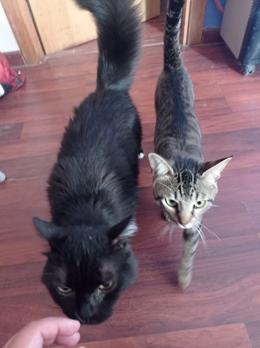 OkitaTheCaptain's tweet photo. Hola! Necesito encontrar una familia para estos dos gatos preciosos. El negro se llama Mio y tiene 8 años, Michi tiene año y medio, ambos están castrados, Mio tiene chip y vacunas también.
Les he de encontrar familia y me moriría si los tengo que dar en la protectora https://t.co/Y6rBRfCMq5
