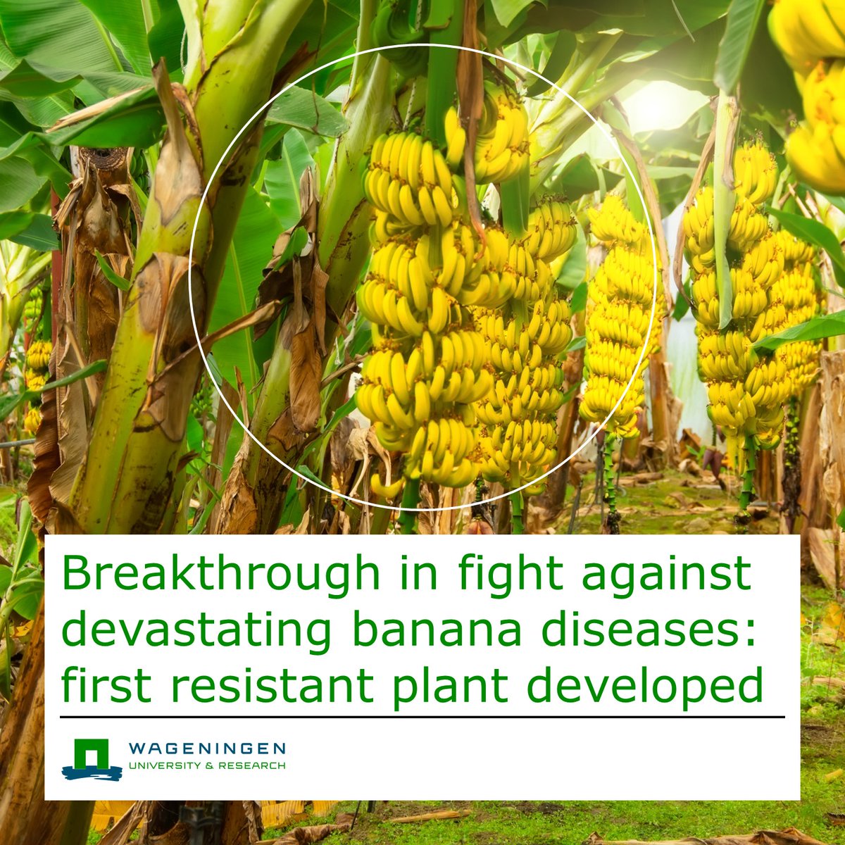 🙌 Breakthrough in the fight against devastating banana diseases: first resistant plant developed 🍌 Professor of #phytopathology Gert Kema: “This is of great importance for the future of banana farming” 👉 wur.nl/en/research-re… #TR4 #blacksigatoka #plantbreeding