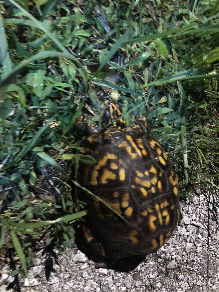 This little guy was laying just off the trail under a bright street light this morning during my 3 mile walk. 😊🐢 #walk #exercise