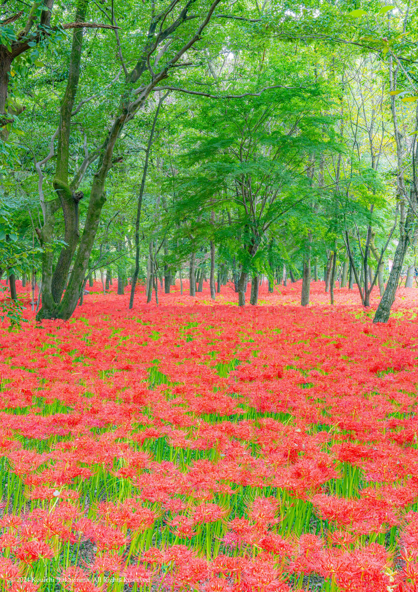 国木田花丸 - 1st AZALEA - U315 - BOOTH