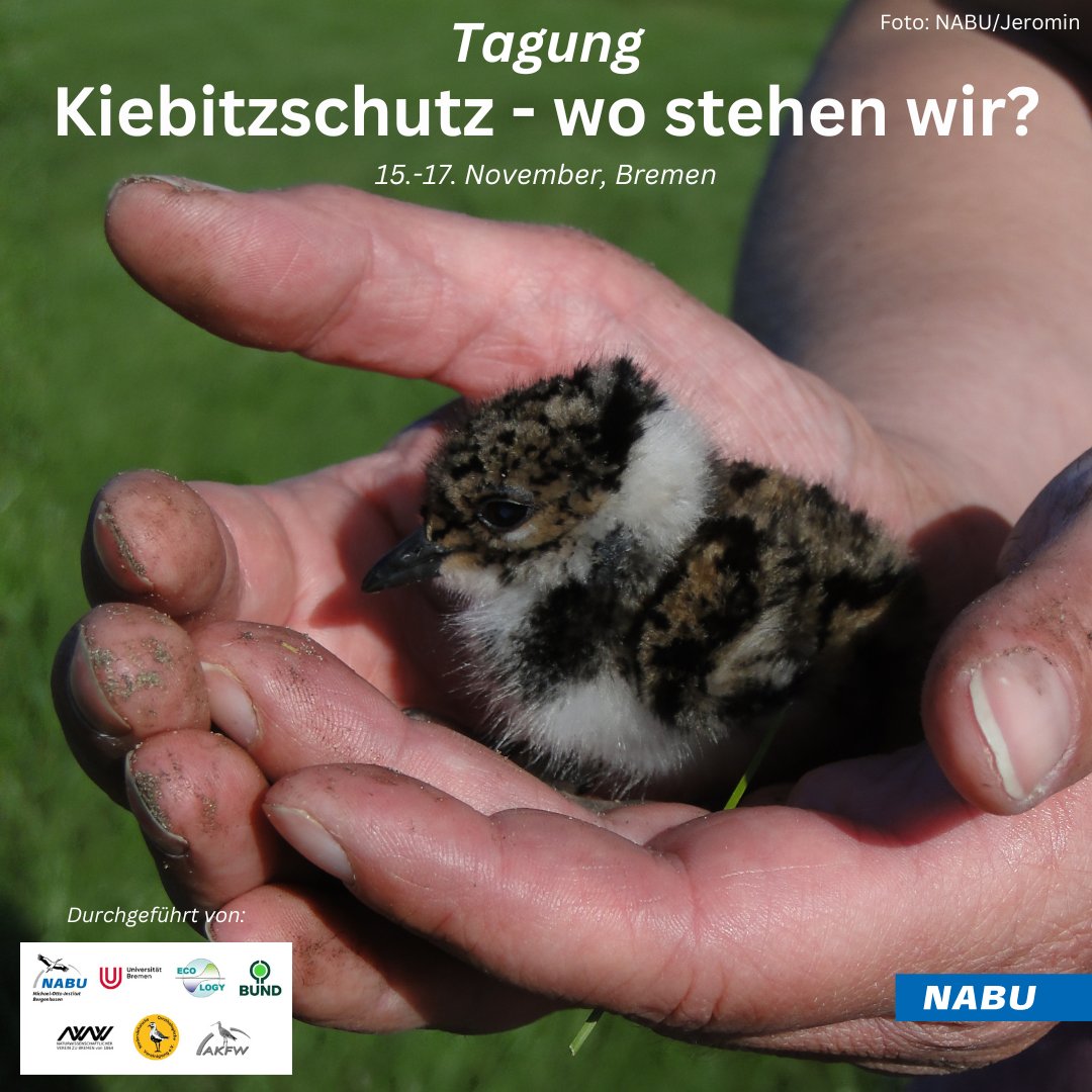 Der Bestand des Kiebitzes nimmt dramatisch ab. 📉Aktuelle Schutzkonzepte und -maßnahmen werden auf der anstehenden Tagung der AG Kiebitzschutz vorgestellt und diskutiert. Die Veranstaltung richtet sich an alle Interessierten.
Infos, Programm und Anmeldung: nabu.de/tiere-und-pfla…