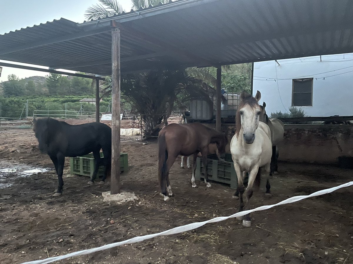 Ankoo0913's tweet photo. Valencia の馬たち🐴 https://t.co/RLM6hdQ7LX