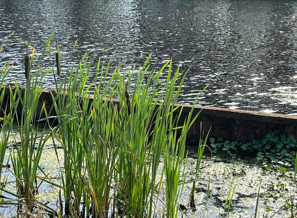 hunzeenaas's tweet photo. Deze maand starten we met het vervolg van de aanleg van natuurvriendelijke oevers langs het Noord-Willemskanaal. Het gaat om 800 meter ten zuiden van de Vriezerbrug tussen de laad- en loswal en de Onlandweg. Hiermee willen we de diversiteit aan waterplanten en -dieren vergroten. https://t.co/JdIVlKORxb