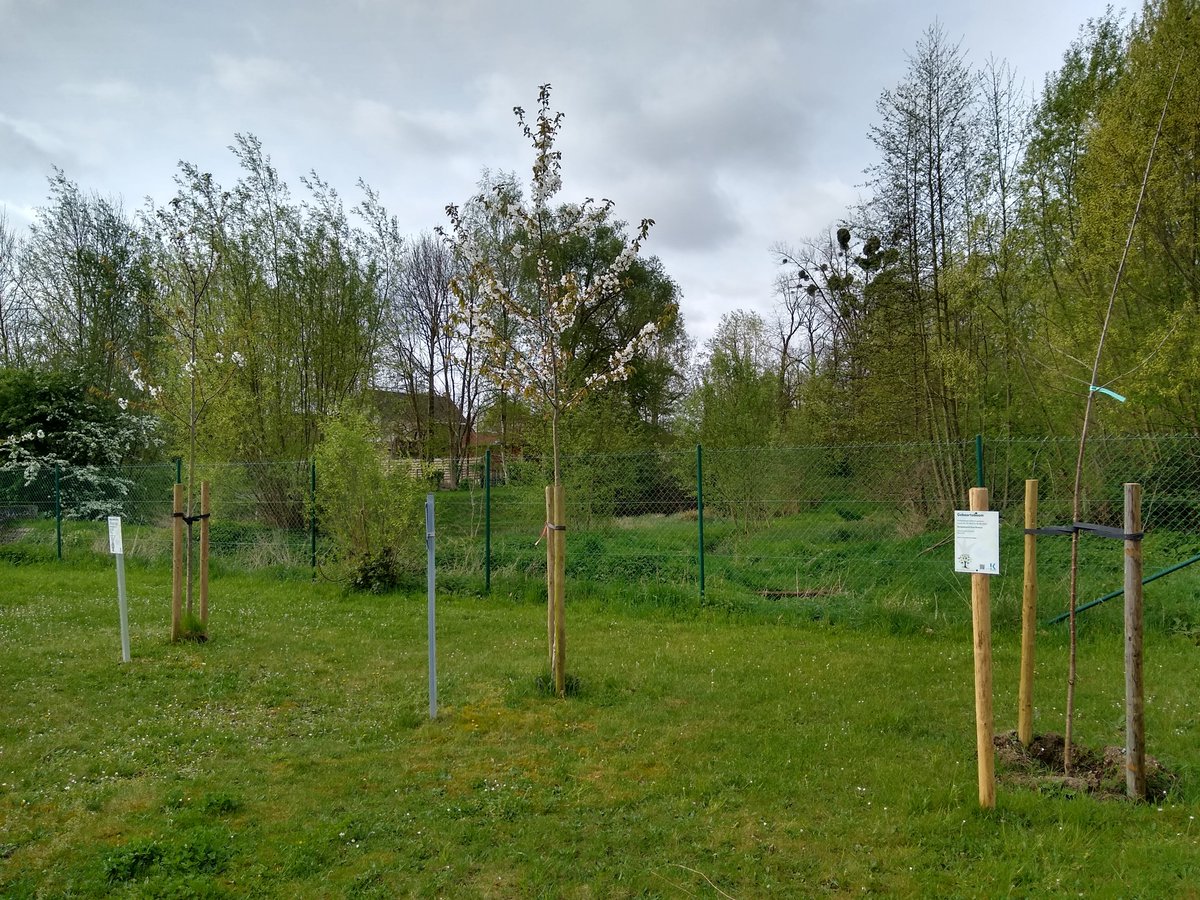 Ouders van kinderen geboren/geadopteerd tussen 1 juli 2023 en 30 juni 2024 kunnen tot maandag 14 oktober een bijenvriendelijke geboorteboom bestellen. 🌳
Heb je geen grote tuin? Gemeente Kortenberg plant per deelgemeente een boom voor al deze kindjes!
kortenberg.be/plant-een-gebo…