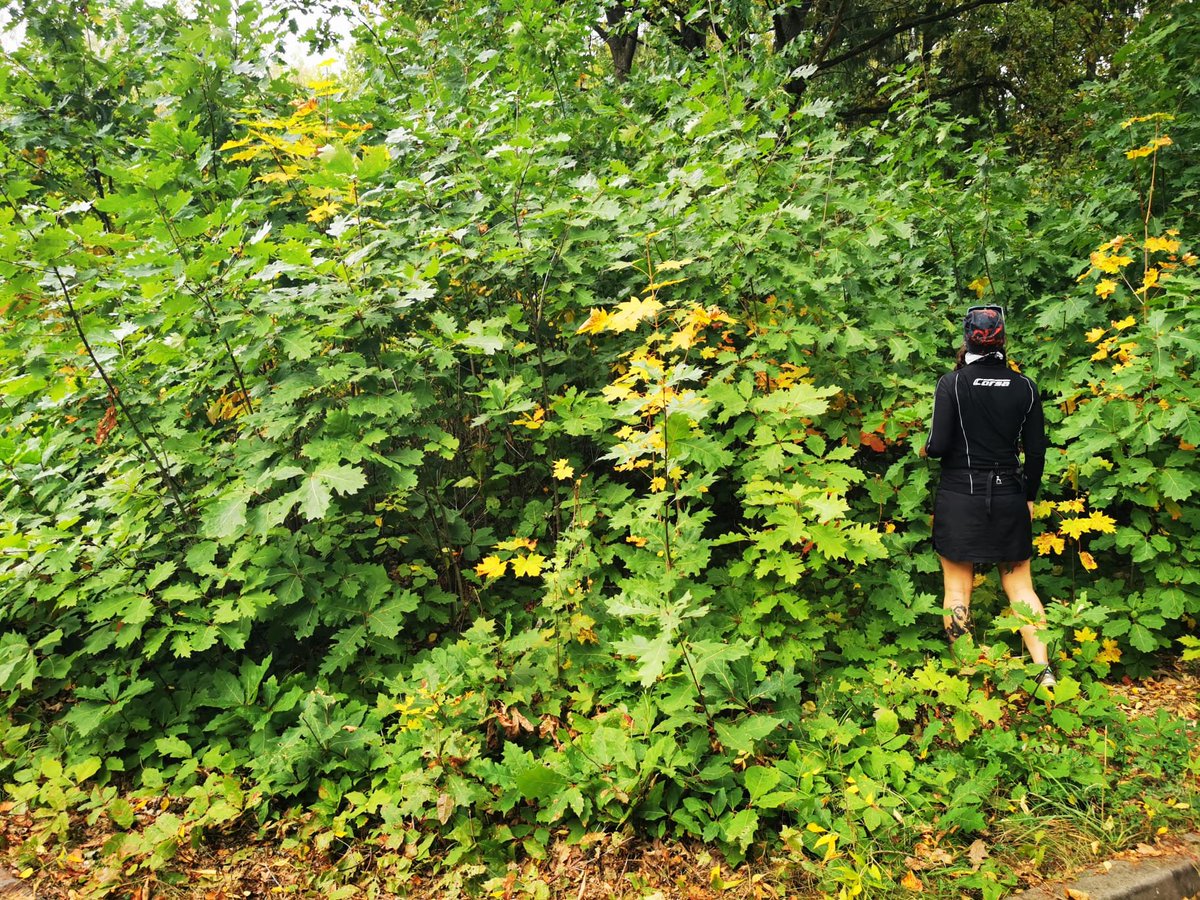 AleksandraWrbe4's tweet image. Autum is coming.

It's time to start tracking the fate of seeds dispersed by rodents. This season - invasive red oak (Quercus rubra) acorns.

I used seed tagging in several of my previous studies, e.g. link.springer.com/article/10.100…