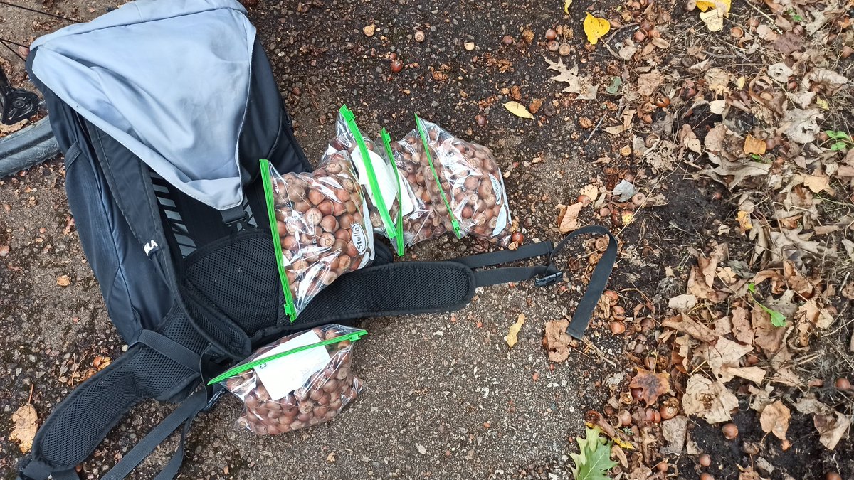 AleksandraWrbe4's tweet image. Autum is coming.

It's time to start tracking the fate of seeds dispersed by rodents. This season - invasive red oak (Quercus rubra) acorns.

I used seed tagging in several of my previous studies, e.g. link.springer.com/article/10.100…