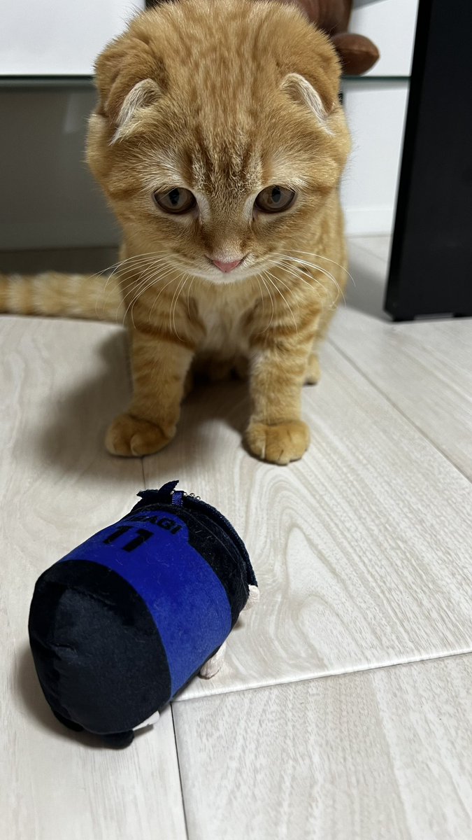 kitu_moa0924's tweet photo. 潔世一vsラム
 #ねこ  #ブルーロック https://t.co/z46wmCtGFI