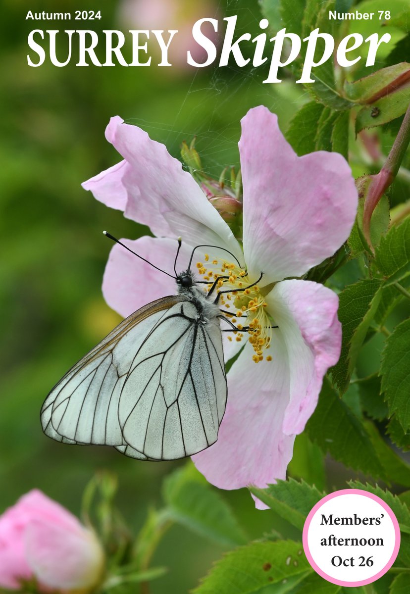 Surrey Skipper Autumn edition is free to download from butterfly-conservation.org/surrey <a href="/BC_Surrey/">BC Surrey</a>, <a href="/savebutterflies/">Butterfly Conservation 🦋</a>
