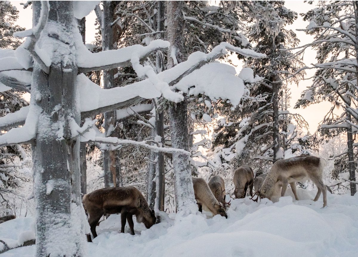 “Pastureland restoration is urgent for Sámi reindeer pastoralism to coexist with the forest industry and adapt to climate change in Northern Sweden” is the focus of a just-published policy brief from one of <a href="/CliCNord/">CliCNord</a>'s  Swedish cases clicnord.org/publications