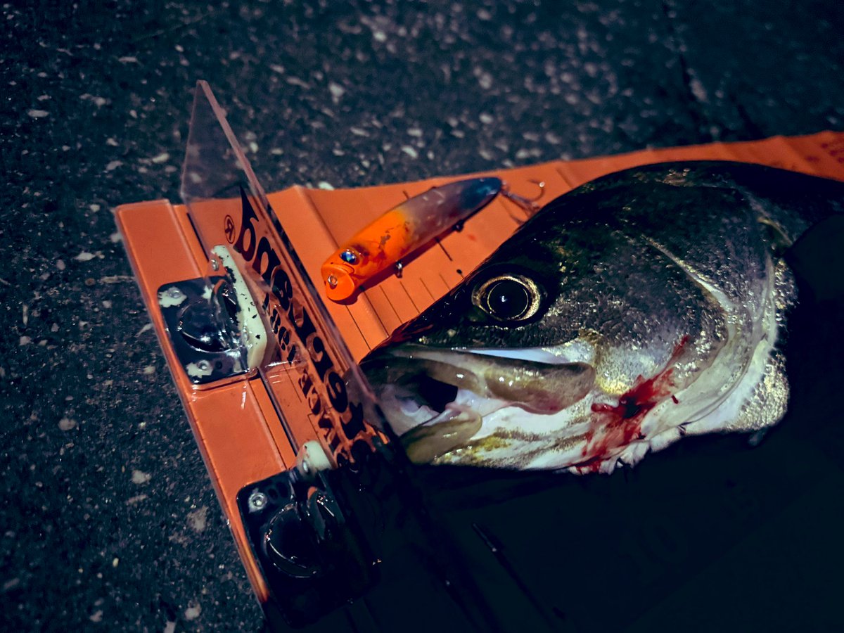 kji_0015's tweet photo. エンジョイ魚まつり限定のアイザーで秋シーバス！
明暗からベイトがざわついたところを流した時に水面が割れると共にゴンッと衝撃！
カワイくて買ってコイツで釣りたいと思って使い出てきてくれたので、嬉しい1匹
#BlueBlue #AIZER https://t.co/NsE5V1bIWl