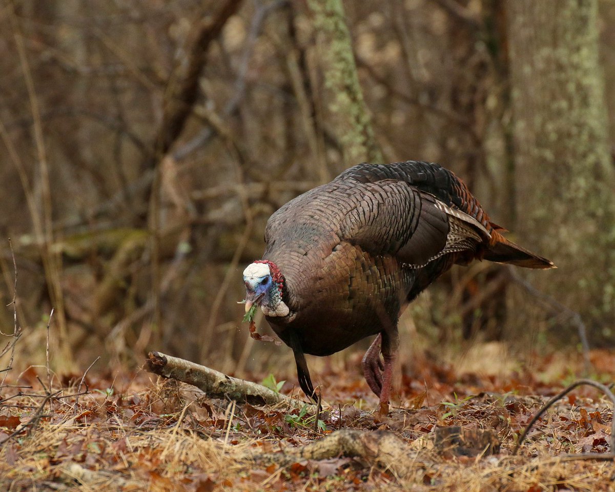 Mike Chamberlain (@wildturkeydoc) on Twitter photo Wild turkeys eat hundreds of food items, the don’t put your eggs in one basket approach. Early studies showed that a single bird could consume thousands of seeds, insects, and other items in a single day! Diverse diet = adaptability.<a href="/NWTF_official/">The National Wild Turkey Federation</a> <a href="/wildturkeylab/">wildturkeylab</a> Wild turkeys eat hundreds of food items, the don’t put your eggs in one basket approach. Early studies showed that a single bird could consume thousands of seeds, insects, and other items in a single day! Diverse diet = adaptability.<a href="/NWTF_official/">The National Wild Turkey Federation</a> <a href="/wildturkeylab/">wildturkeylab</a>