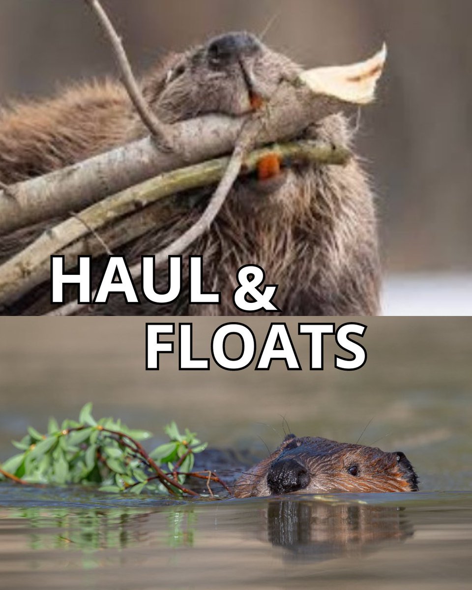 Calgary Parks (@calgaryparks) on Twitter photo 