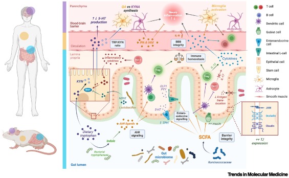 TrendsMolecMed's tweet photo. ONLINE NOW:  Microbes and mood: innovative biomarker approaches in depression https://t.co/sR2CGQ36N1 https://t.co/B9LTUrClT2