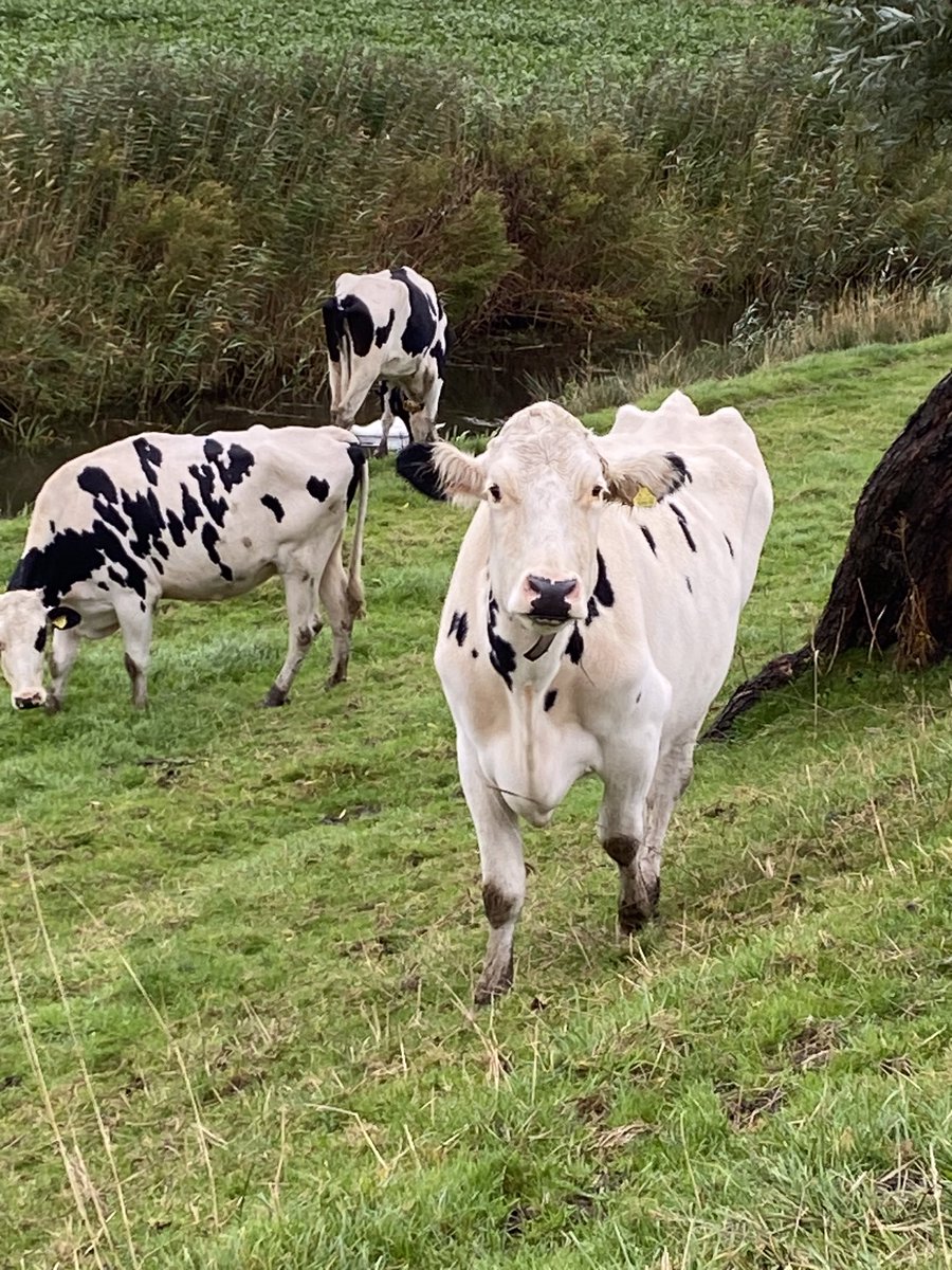André Schoon tweet media