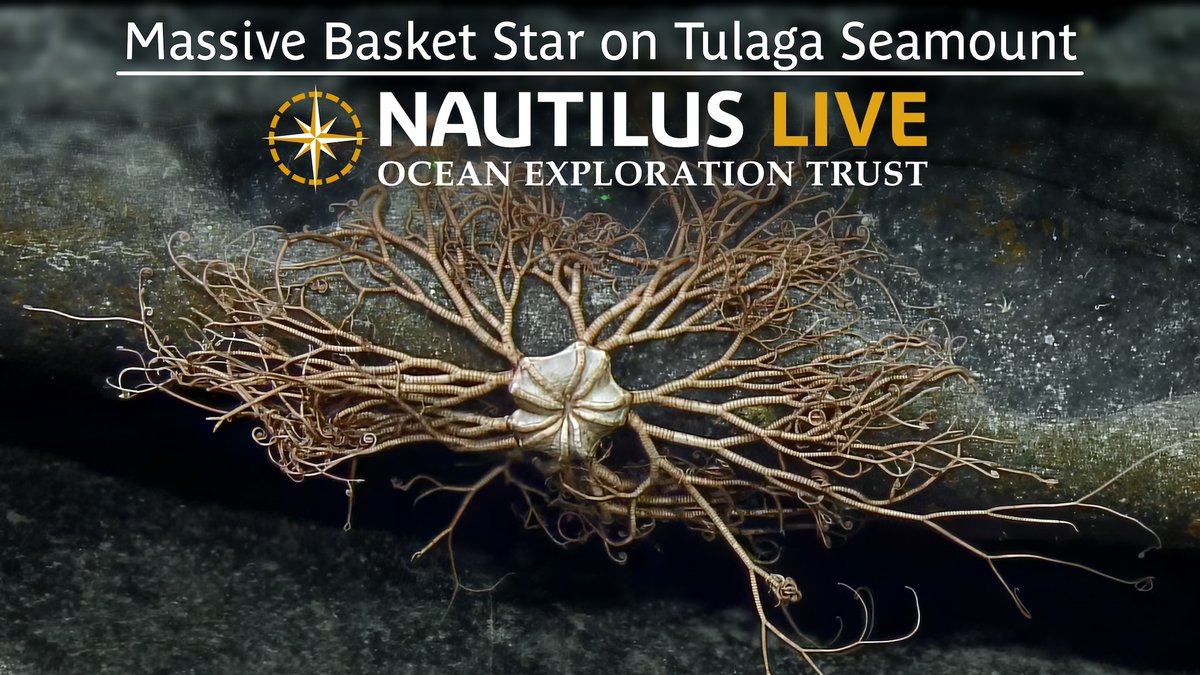 EVNautilus's tweet photo. No, it’s not a spaghetti monster; it’s a massive #basketstar! The team encountered this #seastar relative while diving #ROVHercules on Tulaga Seamount 35 nautical miles southeast of #Tutuila Island in #AmericanSamoa. (1/2) https://t.co/92WmjpQEAQ
