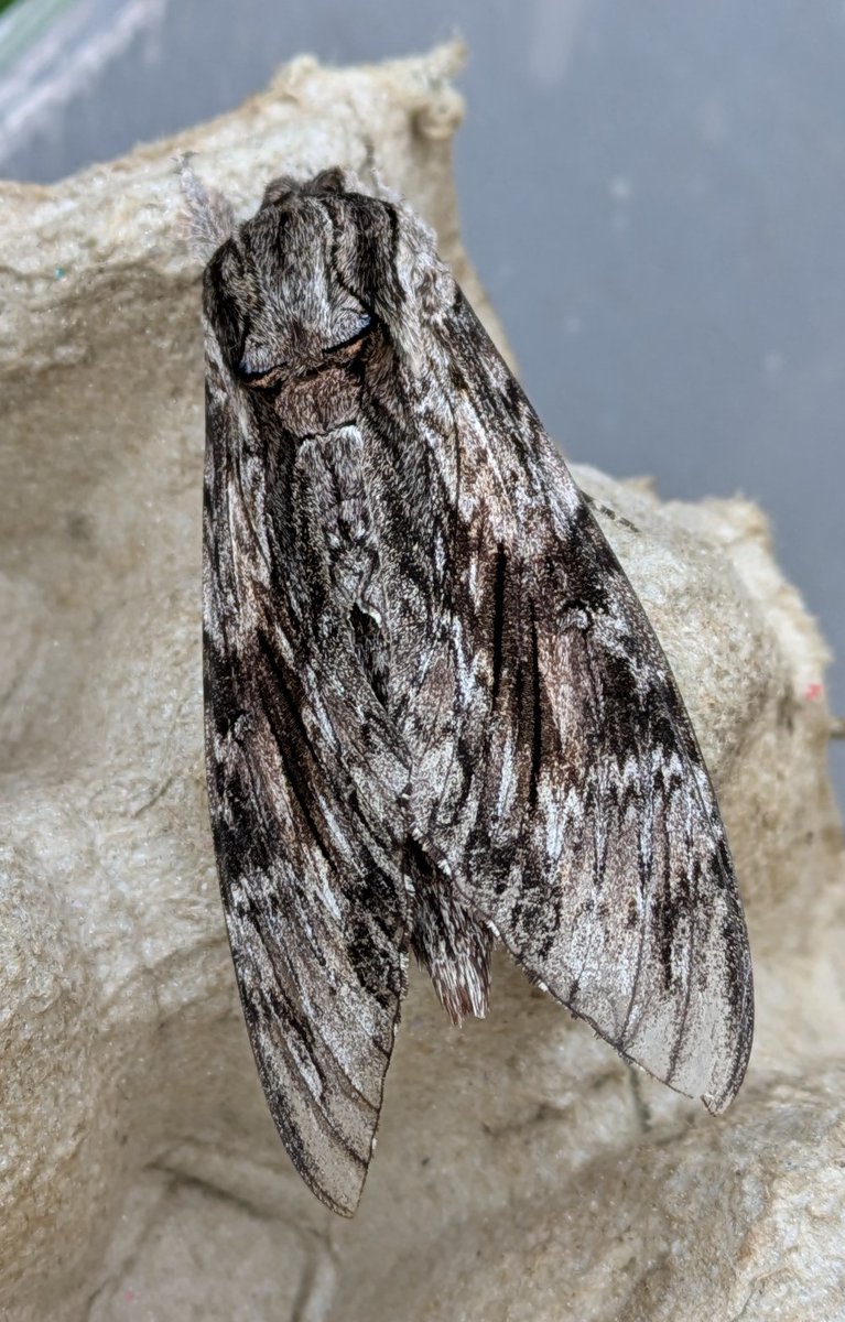 bernard boothroyd tweet media