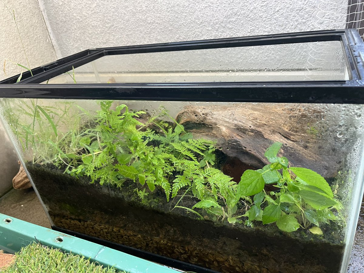ベランダの雑草水槽にシダが生えてきて森みたいになってきた！