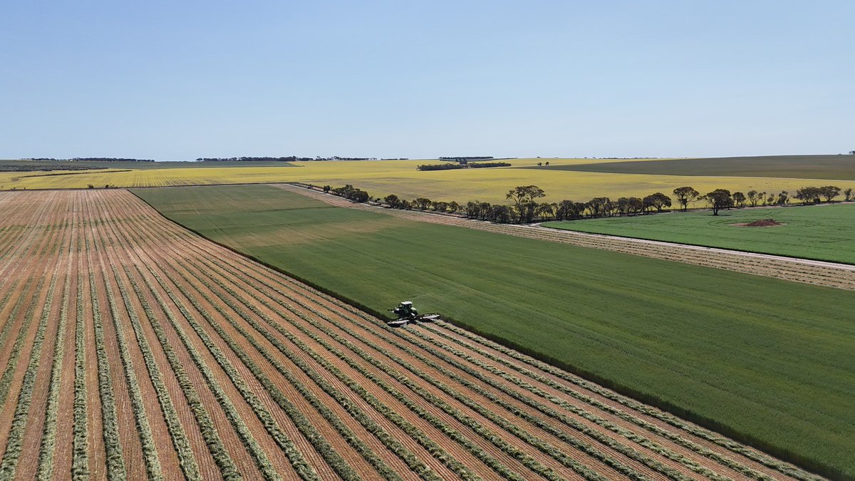 CLAAS DISCO demos in the Central wheatbelt this year. Photos in oats in Corrigin. 🇦🇺