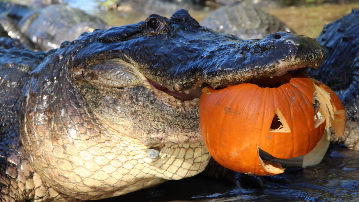 ITS CROCTOBER BABY