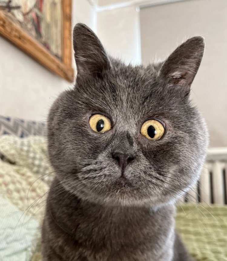 Community driven Narratives always win. This is the next one 👊🏻 

Fair distro, Dex paid, organic growth and a clean, memeable Narrative. $FEDJA to the moon 🌒 

<a href="/Fedja_on_Solana/">Fedja the Cat</a>