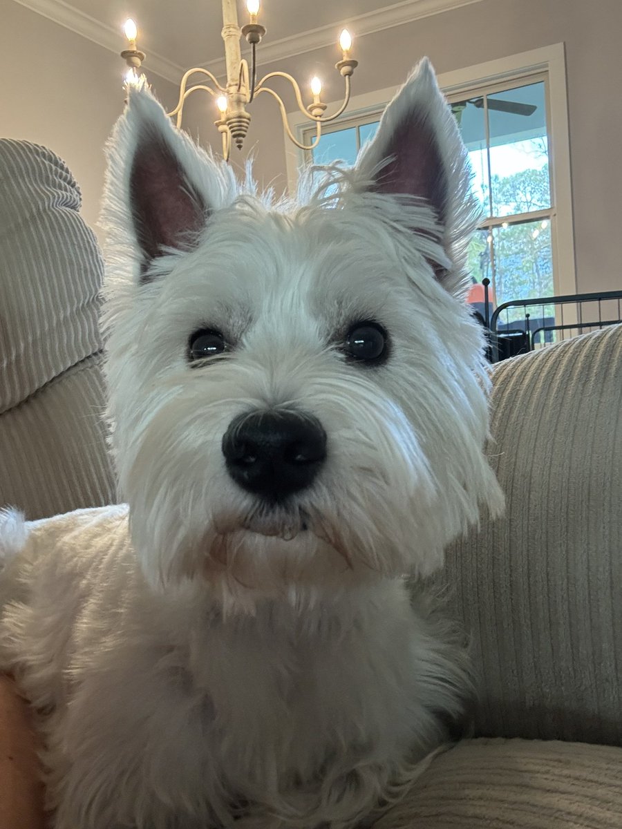 PAmotherrunner's tweet image. Meet #ElizabethBennet !  #FitzwilliamDarcy has let me know he finds her #barelytolerable 🤣
#westiebesties #PrideandPrejudice