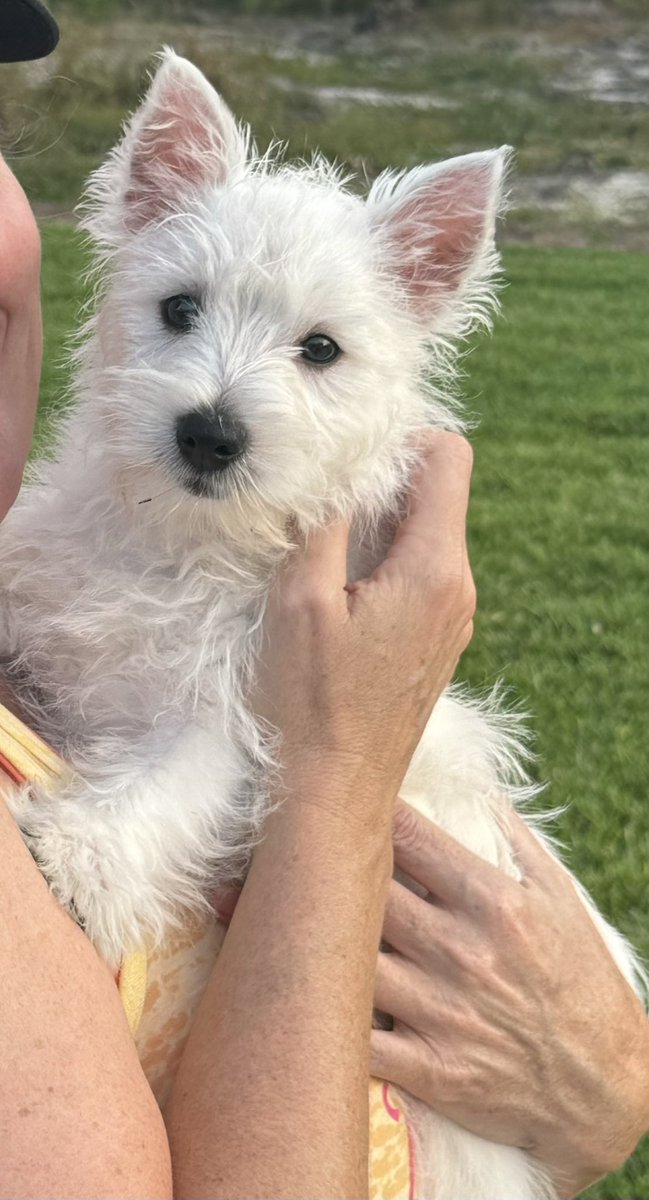 PAmotherrunner's tweet image. Meet #ElizabethBennet !  #FitzwilliamDarcy has let me know he finds her #barelytolerable 🤣
#westiebesties #PrideandPrejudice