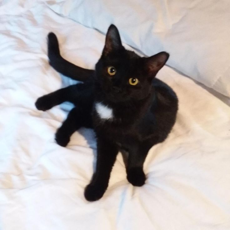 OctoCatSOL's tweet photo. GMEOW 🐈‍⬛ #GitHubCat https://t.co/b7t2WMMWbd