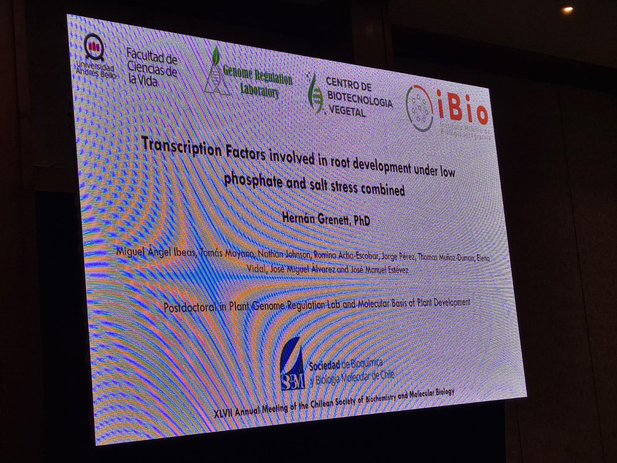 CbvUnab's tweet photo. Hernán Salinas Grenet presenta  sobre factores de transcripción en el desarrollo de raíces bajo estrés combinado de baja fosfato y sal en la XLVII Reunión Anual SBBMCh 2024. #Bioquímica #BiologíaMolecular https://t.co/ChVVQzUoXe