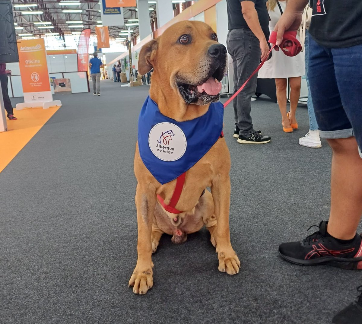 gesplansa's tweet image. #BienestarAnimal | 🐕🐈Durante este fin de semana, el equipo de #Gesplan ha participado, un año más, en la Feria del Animal de Compañía #Animundo, que ha tenido lugar en #GranCanaria.