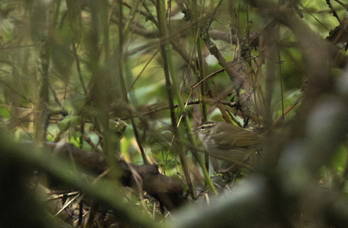 Joe Fryer (@joebirding) on Twitter photo Pale legged leaf warbler from yesterday in poor very poor conditions. <a href="/BirdGuides/">BirdGuides</a> <a href="/Bempton_Cliffs/">RSPB Bempton Cliffs</a> <a href="/nybirdnews/">NorthYorksBirdNews</a> Pale legged leaf warbler from yesterday in poor very poor conditions. <a href="/BirdGuides/">BirdGuides</a> <a href="/Bempton_Cliffs/">RSPB Bempton Cliffs</a> <a href="/nybirdnews/">NorthYorksBirdNews</a>