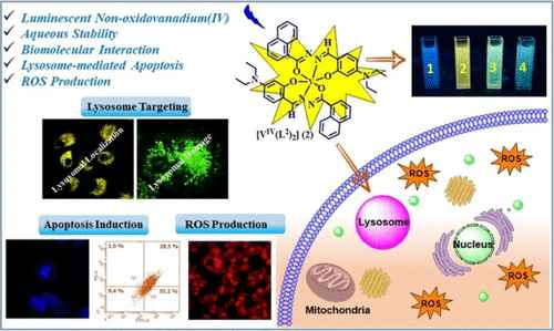 Inorganic Chemistry (@inorgchem) on Twitter photo Theranostic Activity of NonoxidoV(IV): Lysosome-Targeted Anticancer Metallodrugs by <a href="/Pratikshya_99/">Pratikshya Das Pattanayak</a> <a href="/RupamDinda/">Prof. Dr. Rupam Dinda</a>, and colleagues from <a href="/nitrourkela/">NIT Rourkela 🇮🇳</a>. Check out this recent <a href="/InorgChem/">Inorganic Chemistry</a> article at: go.acs.org/b4f
#CRSI #SERB #CSIR_IND Theranostic Activity of NonoxidoV(IV): Lysosome-Targeted Anticancer Metallodrugs by <a href="/Pratikshya_99/">Pratikshya Das Pattanayak</a> <a href="/RupamDinda/">Prof. Dr. Rupam Dinda</a>, and colleagues from <a href="/nitrourkela/">NIT Rourkela 🇮🇳</a>. Check out this recent <a href="/InorgChem/">Inorganic Chemistry</a> article at: go.acs.org/b4f
#CRSI #SERB #CSIR_IND