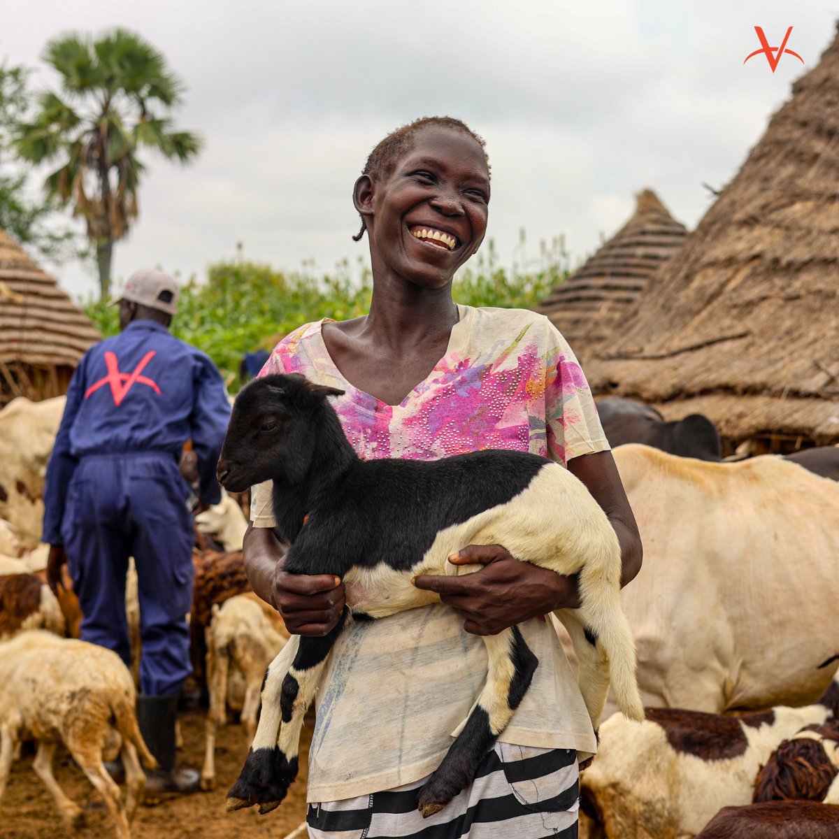 VWB_VSF's tweet photo. #OnTargetTuesday π― From August 21 to September 5, more than 57,000 livestock were vaccinated in South Sudan, thanks to the collaborative efforts of VWB and Action Against Hunger USA! Learn more in our latest blog: https://t.co/QyuPwSCl55Β
π @acfusa
π @FAO
π @USAID https://t.co/VISCdmLIdS
