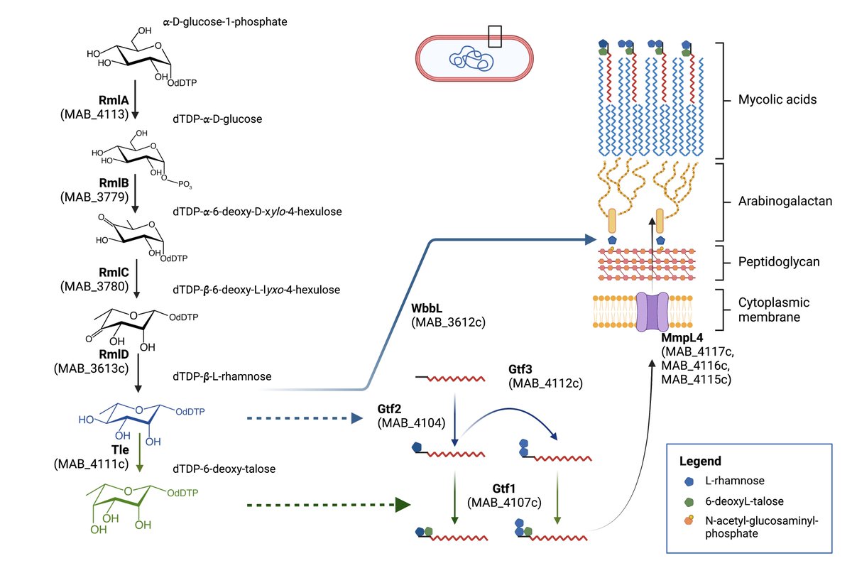Kremer Laurent (@kremerlaurent1) on Twitter photo Excited to share our last work regarding the characterization of a dTDP-L-Rhamnose 4-epimerase required for glycopeptidolipid biosynthesis in mycobacteria. Thanks to the <a href="/GuerardelY/">Guérardel Yann</a>, <a href="/WilmannsGroup/">Wilmanns Group</a>, <a href="/jl_herrmann/">Jean-Louis Herrmann</a>, @canaanLab, K Nakajima and L Wen teams.
jbc.org/article/S0021-… Excited to share our last work regarding the characterization of a dTDP-L-Rhamnose 4-epimerase required for glycopeptidolipid biosynthesis in mycobacteria. Thanks to the <a href="/GuerardelY/">Guérardel Yann</a>, <a href="/WilmannsGroup/">Wilmanns Group</a>, <a href="/jl_herrmann/">Jean-Louis Herrmann</a>, @canaanLab, K Nakajima and L Wen teams.
jbc.org/article/S0021-…