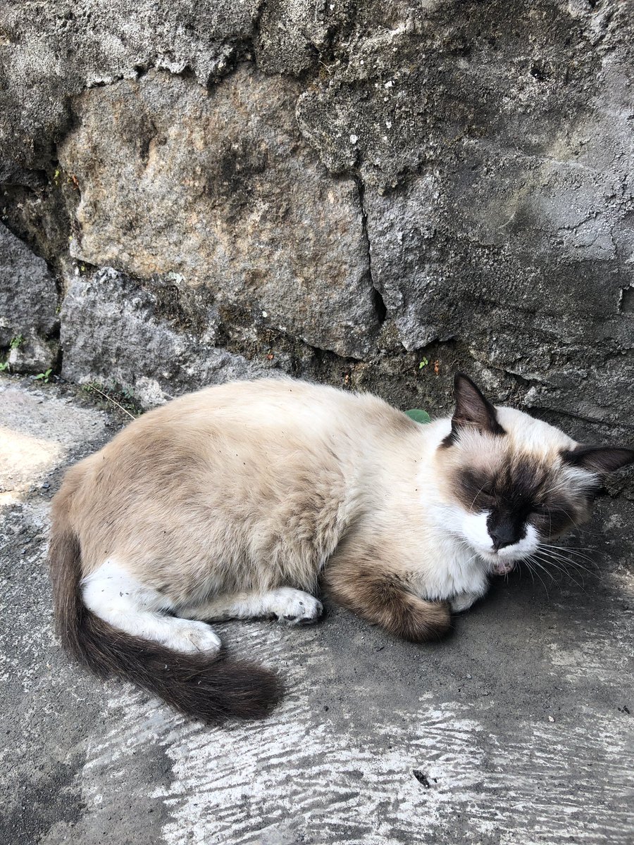vinncats's tweet photo. Lui sekarang dah balik nduttt 😚 https://t.co/JHO1W9Ypsg