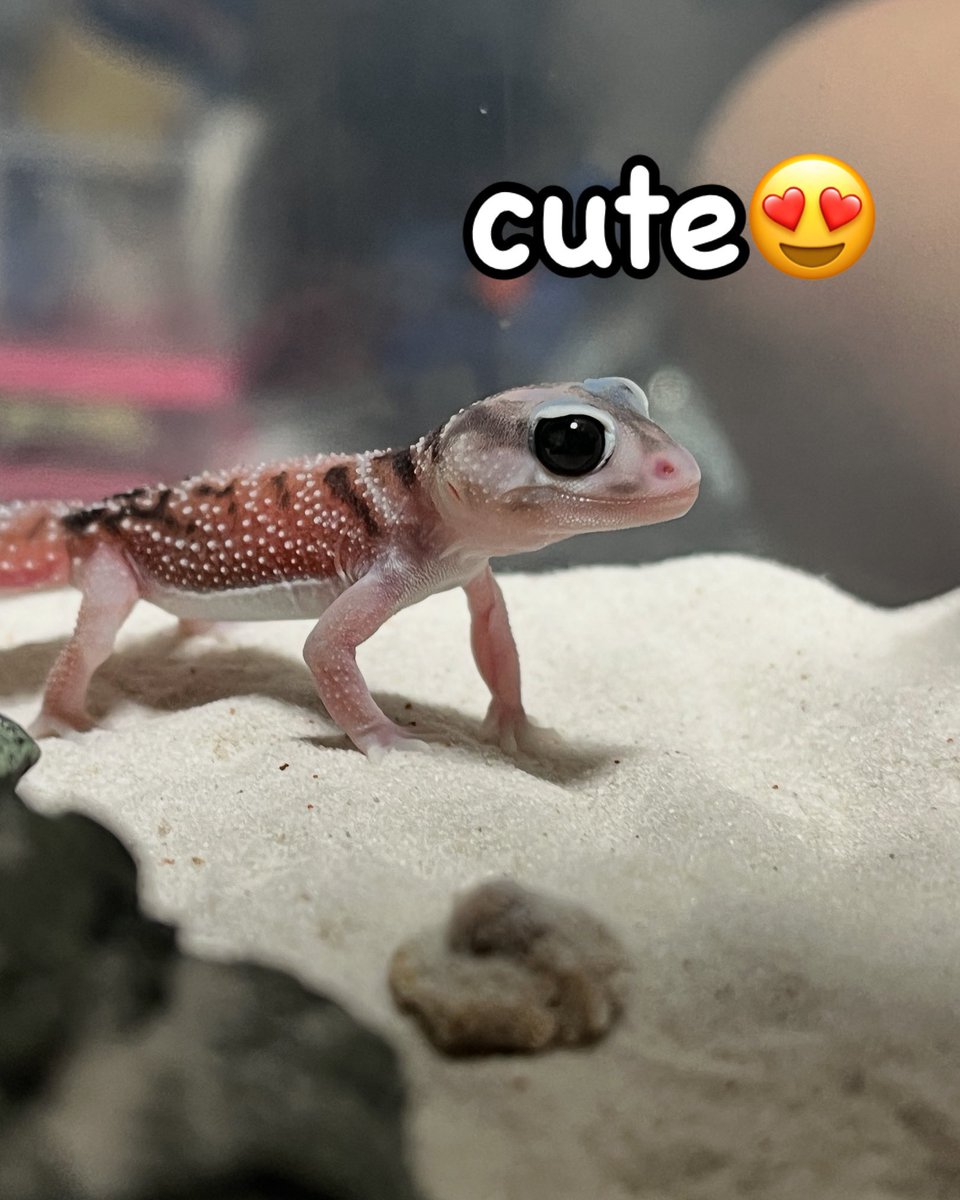 GeckoKingdom's tweet photo. タマベビーはホンマに可愛すぎる😍 https://t.co/ZVtbDYdisc