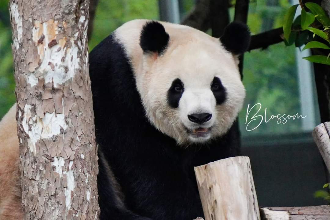 kate68_102's tweet photo. #FuShuang panda update 01 Oct. She is the oldest sister of #Fuwan and #Furu. Let be happy and healthy.🫶👐
อัพเดตแพนด้าฟู่ซวง 1 ต.ค. เธอเป็นพี่สาวคนโตของฟู่วานและฟู่รู ขอให้มีความสุขและสุขภาพแข็งแรง 🫶👐 https://t.co/9w5MbTtTP3