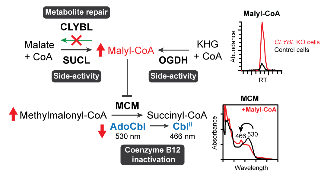 Happy to share this preprint of my postdoc work on discovering that CLYBL repairs malyl-CoA to avert methylmalonyl-CoA mutase inhibition and loss of vitamin B12! Thanks to the team for all your help! #MetaboliteRepair
biorxiv.org/content/10.110…