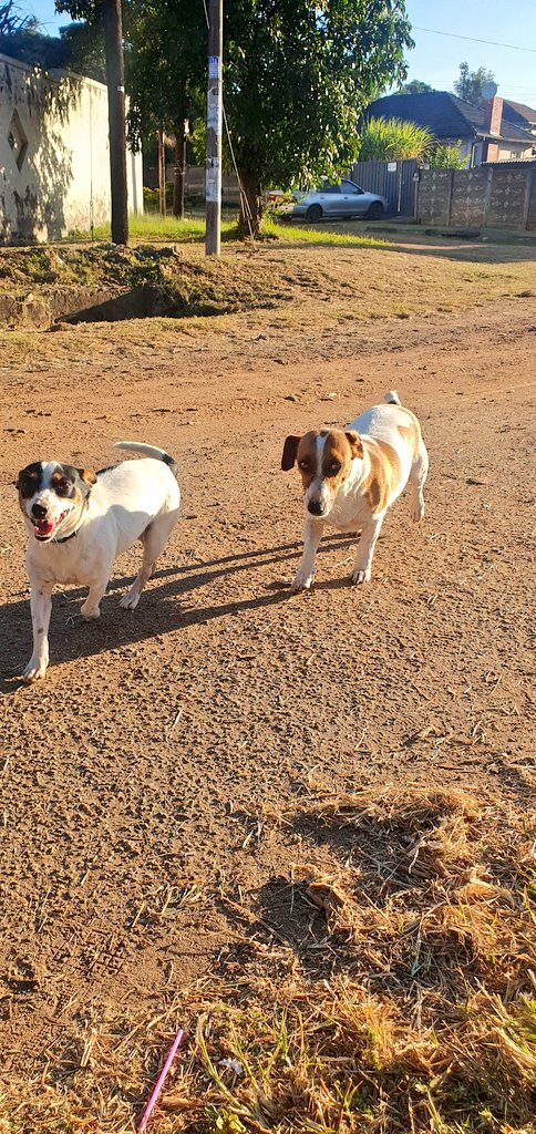 SlickAllosKnnls's tweet photo. September Dump!!!
Happy tail wagging October everybody!
Slick Allos Kennels
Maltese, Pomeranian & Jack Russell dog breeding kennels
#ToyDogsOrNoDogs π
π© https://t.co/QnI0qguMfW